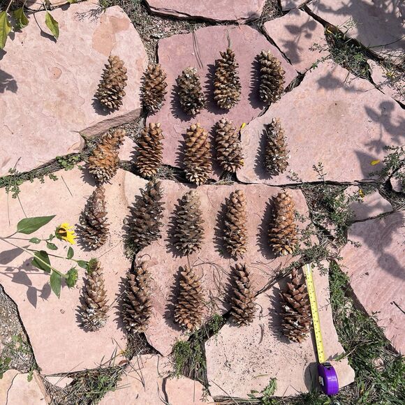 Lot of 20 Golden Giant Long Sugar Pine Cones 7"-9" Freshly Dropped Flagstaff, AZ - Picture 1 of 11